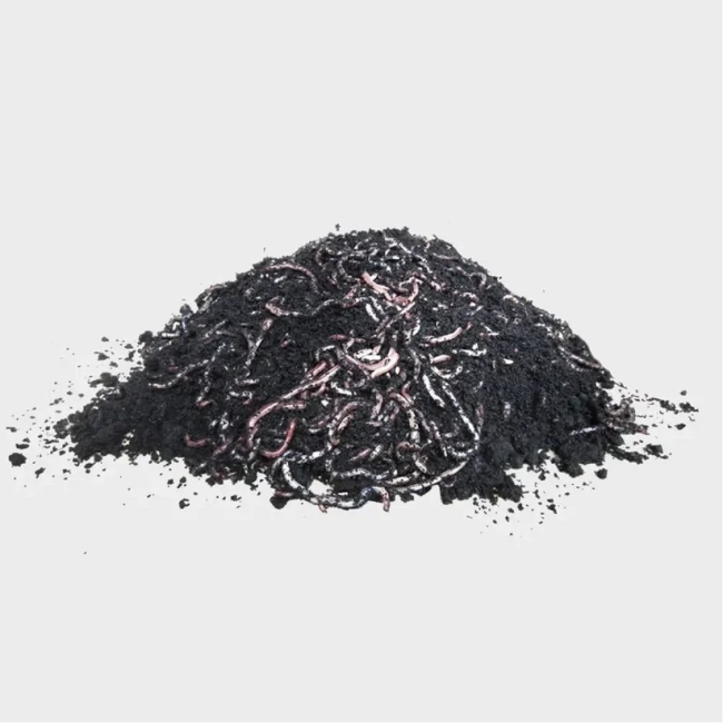 Kompostwürmer Startpopulation