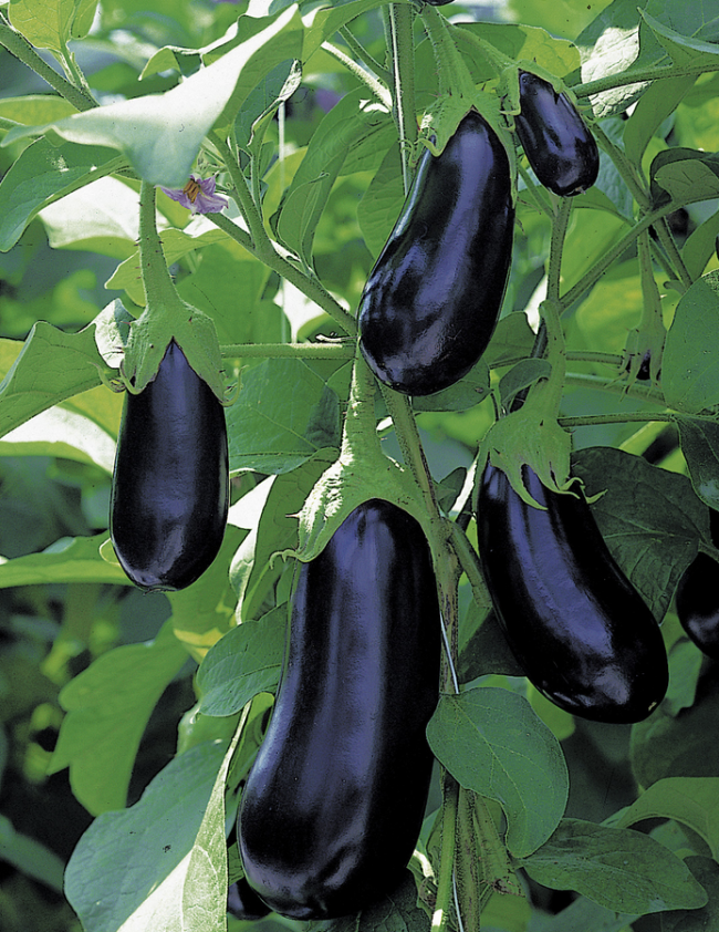 Aubergine