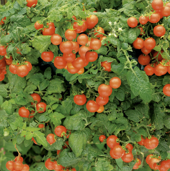 Ampeltomate Himbeerfarbig (Pro Specie Rara)