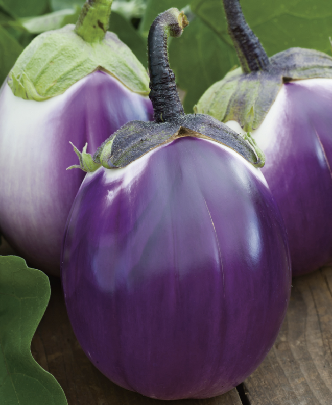 Auberginen (Pro Specie Rara)