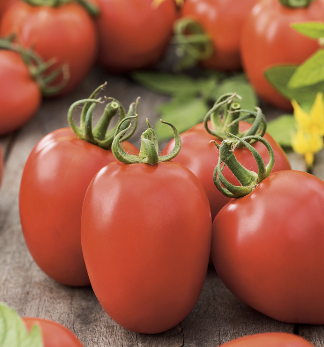 Tomate – Baselbieter Röteli Tomate (Pro Specie Rara)