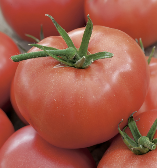 Tomate - Berner Rosen (Pro Specie Rara)