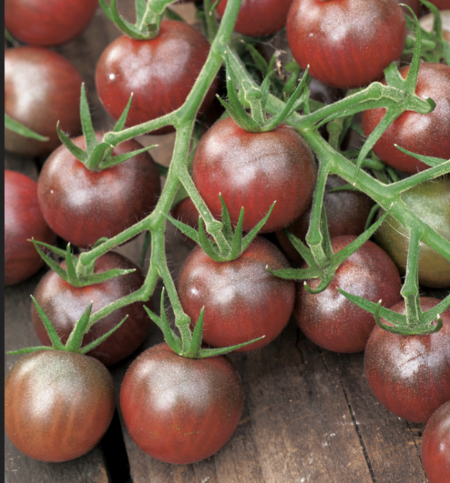 Tomate – Black Cherry (Pro Specie Rara)