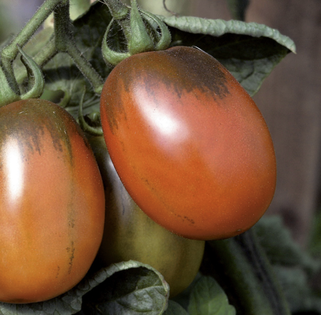 Tomate – Black Plum (Pro Specie Rara)