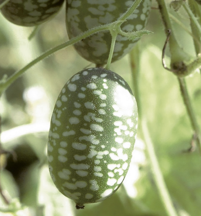 Cocktailgurke (ProSpecieRara)