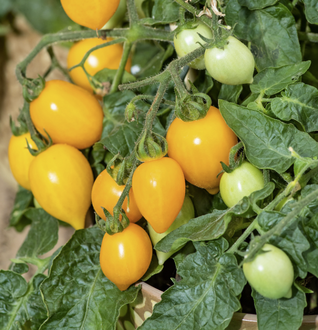 Tomate - Dattelwein (ProSpecieRara)