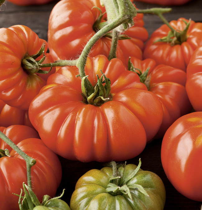 Tomate - Gezahnte (ProSpecieRara)