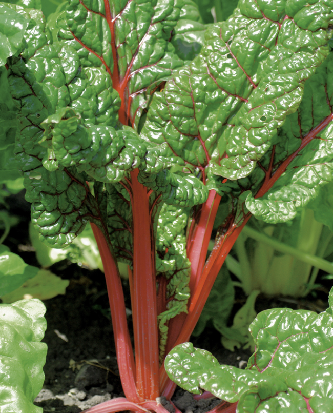 Krautstiel rot (ProSpecieRara)