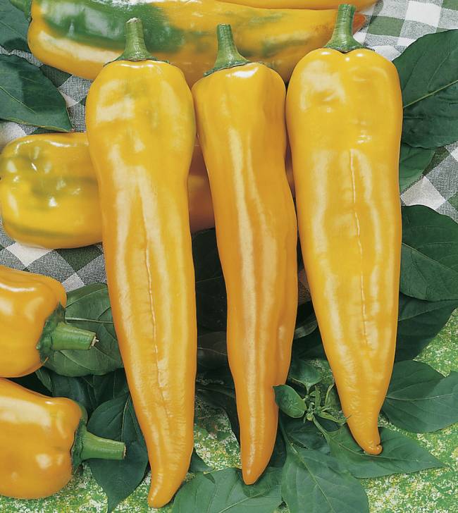 Peperoni Corno di bue giallo (ProSpecieRara)