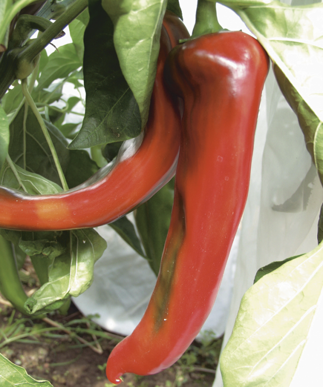 Peperoni Corno di Bue rot (ProSpecieRara)