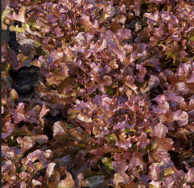 Salat - Eichblatt rot