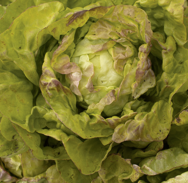 Salat - Lattich Morges