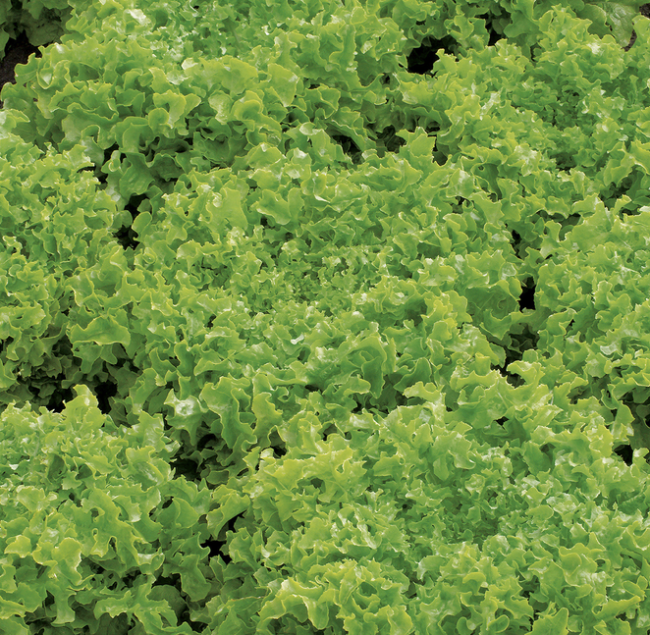 Salat - Lollo Bionda