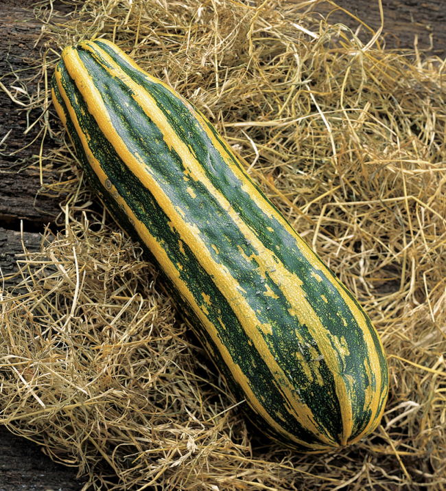 Zucchetti Costa Romanesco (ProSpecieRara)