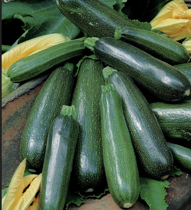 Zucchetti Verte de Maraîcher (ProSpecieRara)