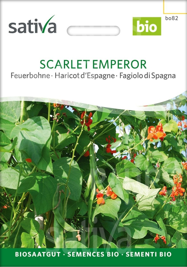  Scarlet Emperor - Feuerbohne Saatgut