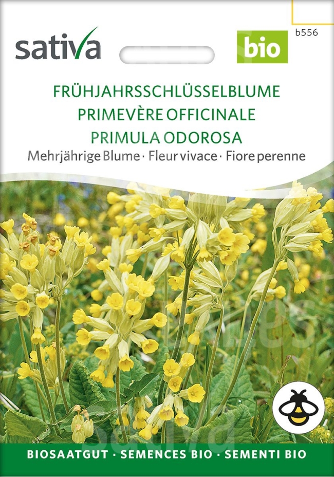 Duftende Frühjahrsschlüsselblume (Primula veris) - mehrjährige Blume