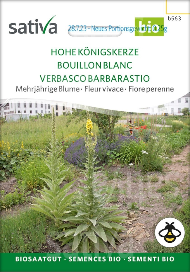 Hohe Königskerze - Saatgut