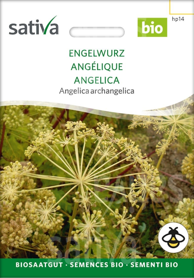 Engelwurz  - Saatgut